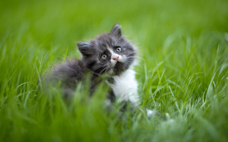 Kitten sitting grass sad eyes - clovis trouille free wallpaper