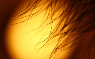 Hair closeup yellow background macro - a microscopic photo free wallpaper