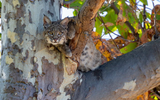 Cat tree side yellow eyes - the camera man free wallpaper for desktop