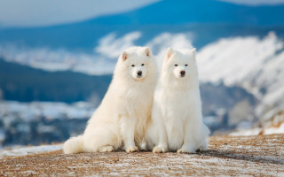 White dogs snowy hill mountains - top of a snow free wallpaper