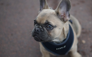 Shiba inu dog collar tilt - a collar free wallpaper