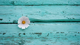 Flower wood aqua peeling minimalist - painted free wallpaper