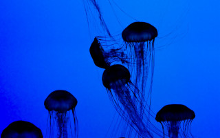 Jellyfish ocean blue bioluminescence nature - bioluminescence free wallpaper