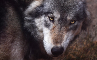 Wolf yellow eyes portrait sharp - sharp focus free wallpaper