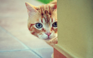 Cat sad blue eyes green - a green grass free wallpaper