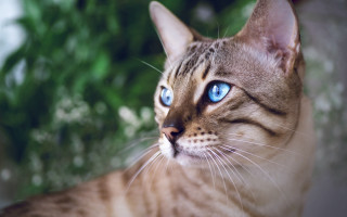 Blue eyes cat outdoors nature - a cat free wallpaper