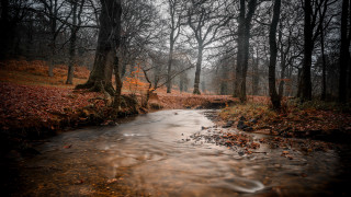 Autumn forest stream leaves bare - rich moody colour free wallpaper
