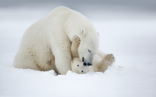 Polar bear cub playing in - a polar bear free wallpaper