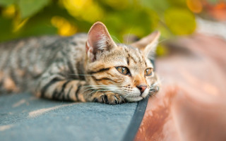 Cat ledge sun blurry bokeh - outside free wallpaper for desktop