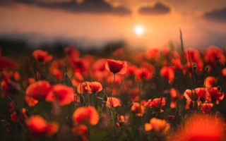 Red flower sunset clouds bloom - warm color free wallpaper