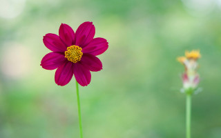 Pink flower vase background macro 2 - a single flower free wallpaper