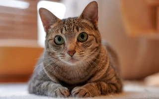 Sad cat tiltshift blurry shiba - a sad look free wallpaper