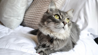 Cat shiba inu yellow eyes - white sheet and pillows free wallpaper