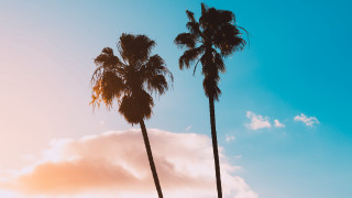 Palm trees blue sky clouds 5 - against free wallpaper for desktop