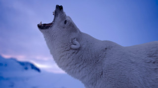 Polar bear open mouth snow - tooth wide free wallpaper