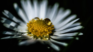 Flower water droplets black background - a close up of a flower free wallpaper for desktop