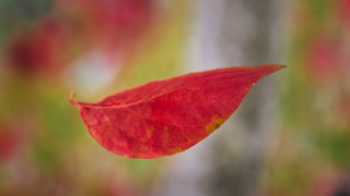 Red leaf fall autumn macro - a red leaf free wallpaper
