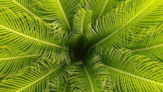 Green leafy plant bamboo jungle - a green plant free wallpaper for desktop