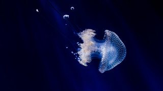 Jellyfish bubbles bioluminescence holography underwater - head and neck free wallpaper