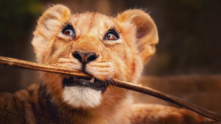 Lion cub surprised stick photorealistic - a stick free wallpaper