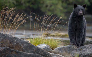 Black bear river rock grass - a black bear free wallpaper