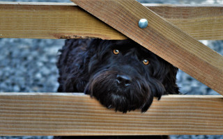 Black dog peeking under bench - stuckism free wallpaper for desktop
