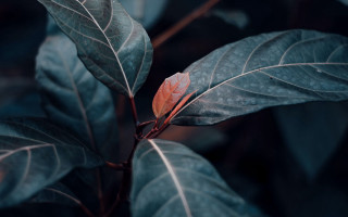Leaf red center green plant - nature photography free wallpaper for desktop