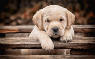 Puppy sitting wooden bench cute - the table free wallpaper