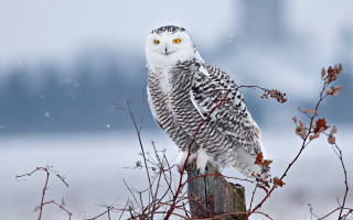 Snowy owl perched post tree - wildlife photography free wallpaper for desktop