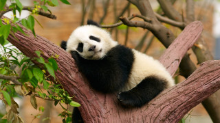 Panda sitting in tree resting - tranquil free wallpaper