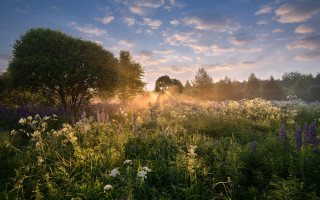 Flower field trees sunrise mountain - a field of flowers and trees free wallpaper
