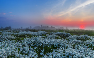 Flower field sunset clouds mountain - a foggy sky free wallpaper