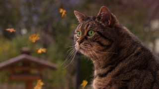 Cat green eyes leaves wooden - a cat free wallpaper