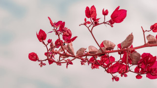 Red flower branch leaves cloudy - free hearts wallpaper