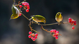 Birds branch berries food puzzle - two bird free wallpaper