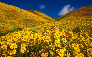 Yellow flower hills blue sky - hill free wallpaper