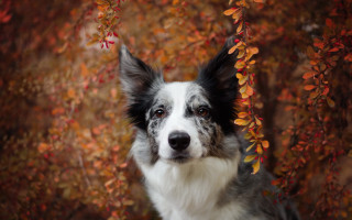 Dog autumn leaves blurry background - a blurry background of leaves free wallpaper for desktop