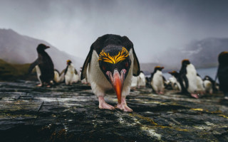 Penguin painted face rock background - a penguin free wallpaper