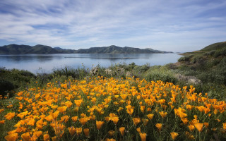 Yellow flowers lake mountains boat - the background and a boat free wallpaper