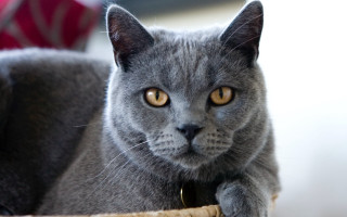 Gray cat yellow eyes basket - a basket free wallpaper