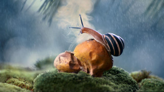 Snail mossy rainy surreal photorealistic - a snail free wallpaper for desktop