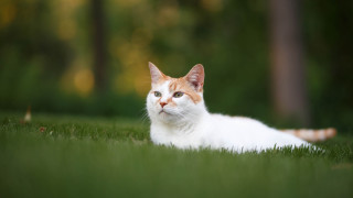 Cat grass serious eye shiba - grass free wallpaper