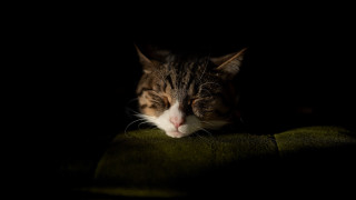 Sleeping cat green blanket dark - chiaroscuro free wallpaper