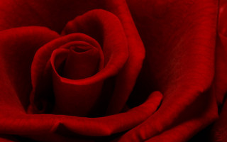 Red rose closeup black background 2 - a white border free wallpaper