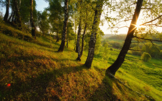 Grassy field trees sunshine autumn - the hill free wallpaper for desktop