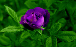 Purple rose green background gothic - a purple rose free wallpaper