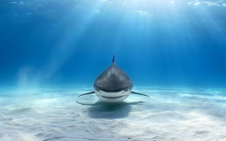 Shark sunbeams ocean water photorealism - surface free wallpaper