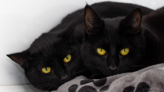 Black cats yellow eyes blanket - vanita free wallpaper