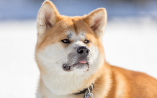 Shiba inu dog snow collar - his tongue free wallpaper