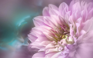 Pink lily bee water droplets - the center of the flower free wallpaper